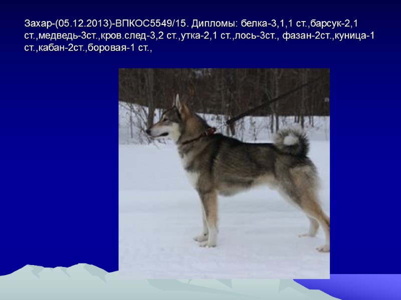 Захар-(05.12.2013)-ВПКОС5549/15. Дипломы: белка-3,1,1 ст.,барсук-2,1 ст.,медведь-3ст.,кров.след-3,2 ст.,утка-2,1 ст.,лось-3ст., фазан-2ст.,куница-1 ст.,кабан-2ст.,боровая-1 ст.,